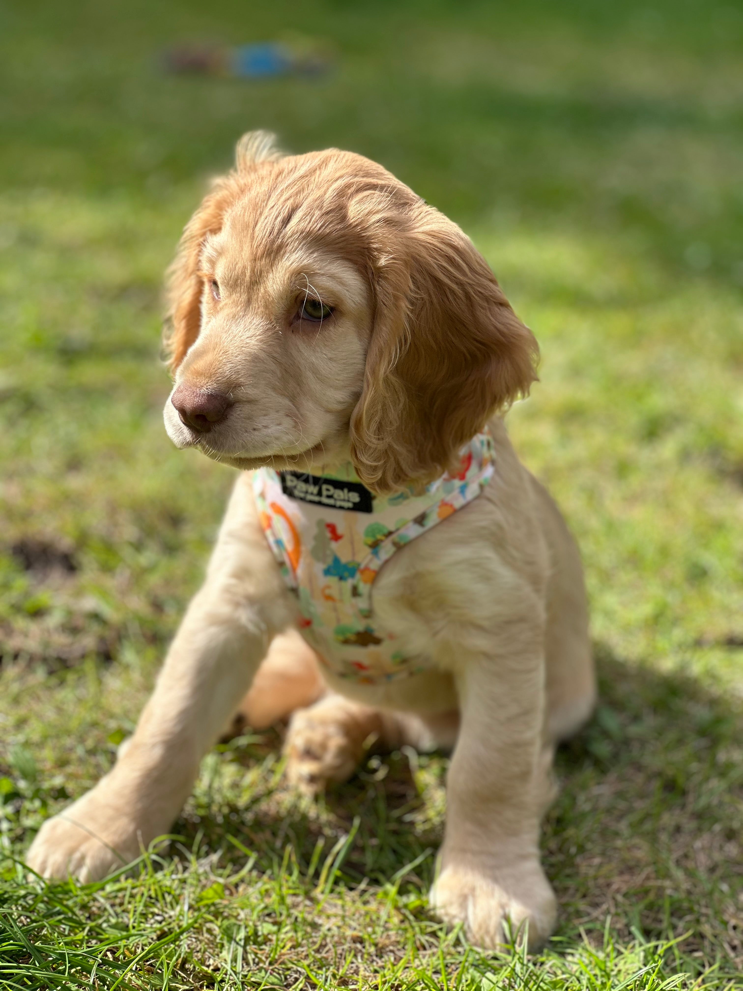 🦖 “Jurassic Bark” 🦕 Harness