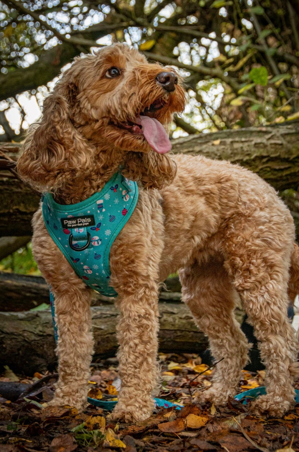 ☃️ “Frosty Paws” ☃️ Harness