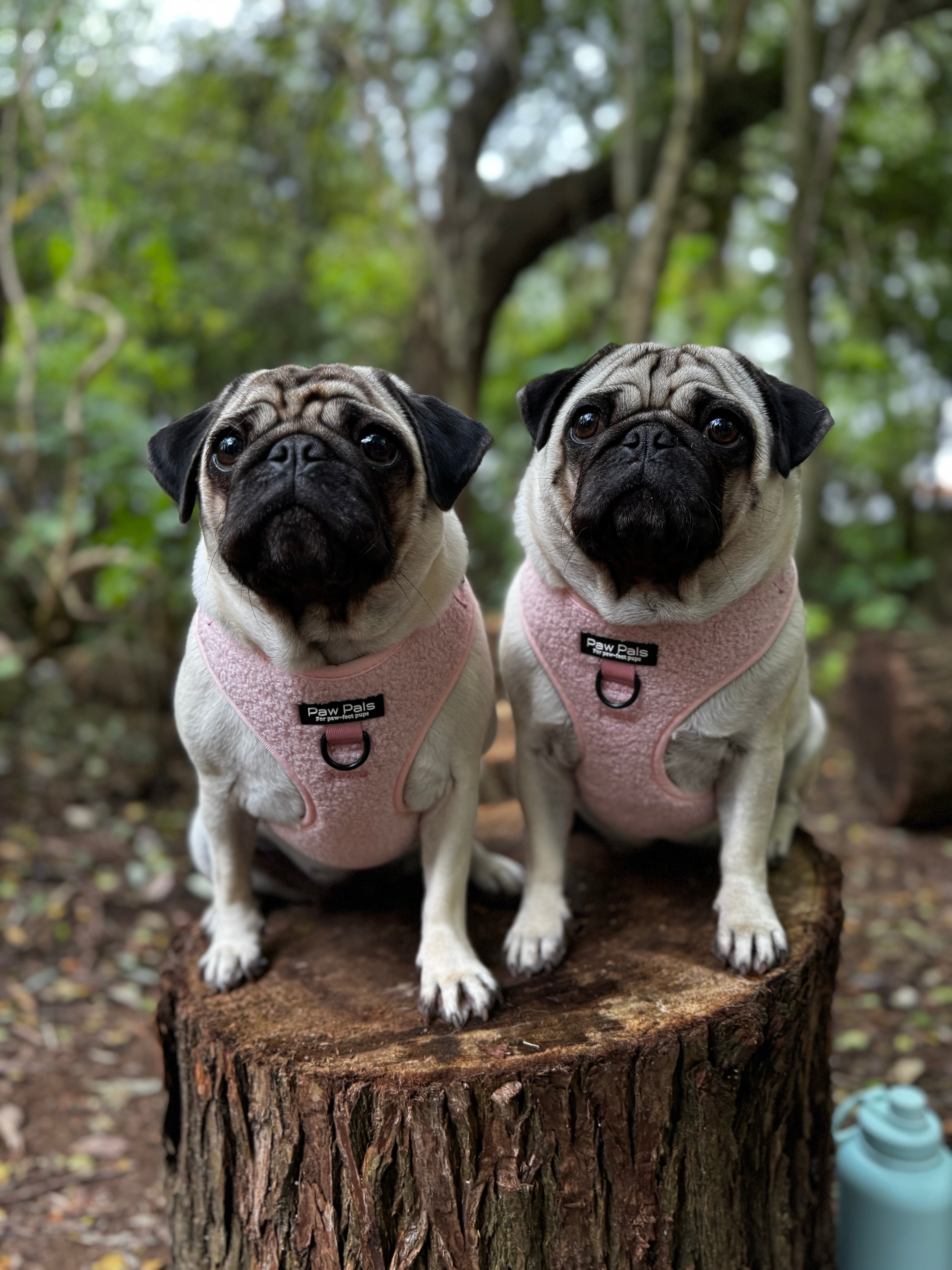 🧸 “Pink Teddy” 🧸 Harness & Leash Duo