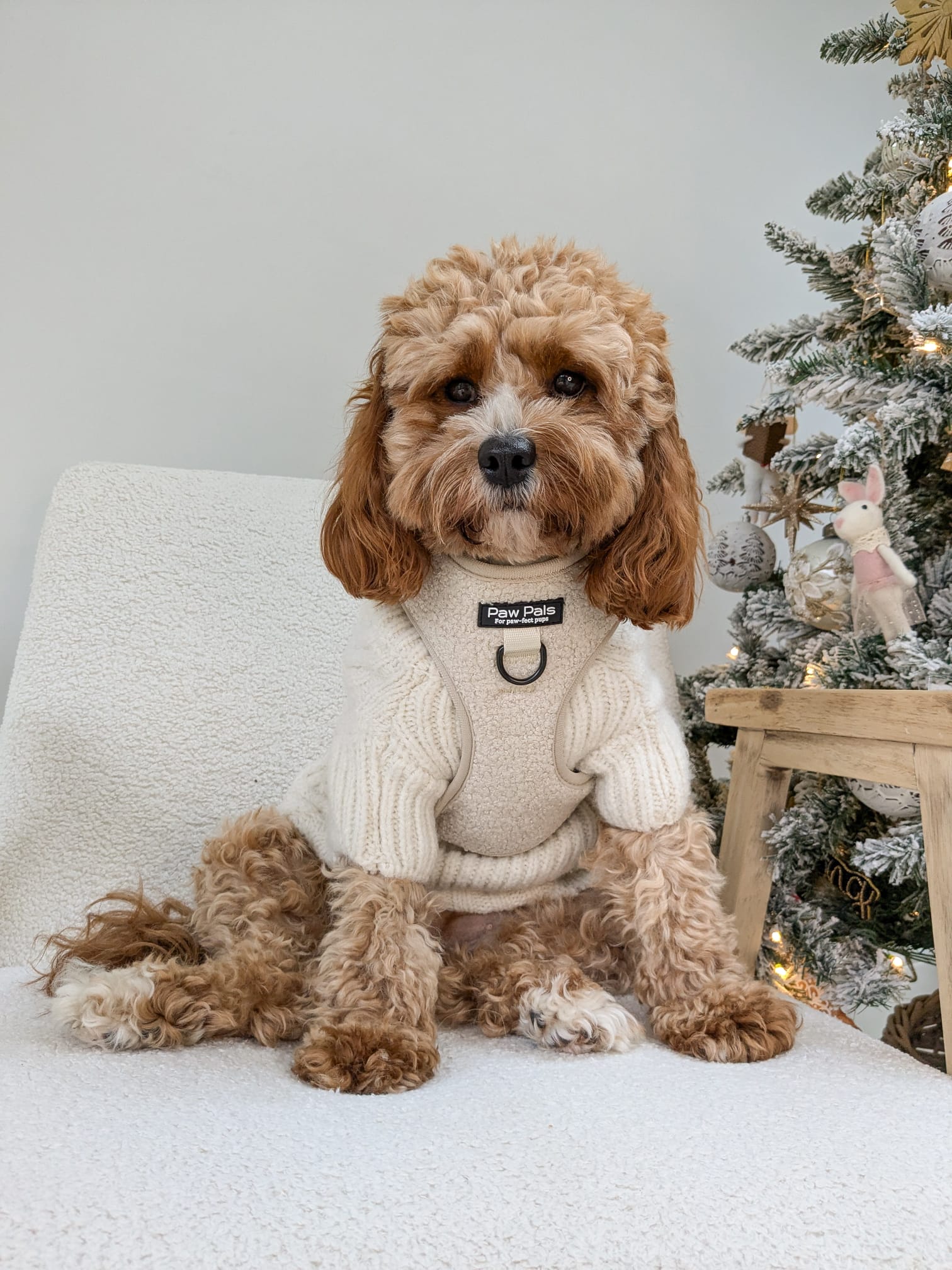 🧸 “Cream Teddy” 🧸 Harness & Leash Duo