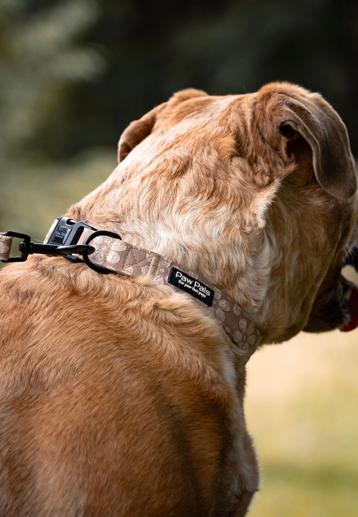 ☕️ “Love You A Latte” ☕️ Collar