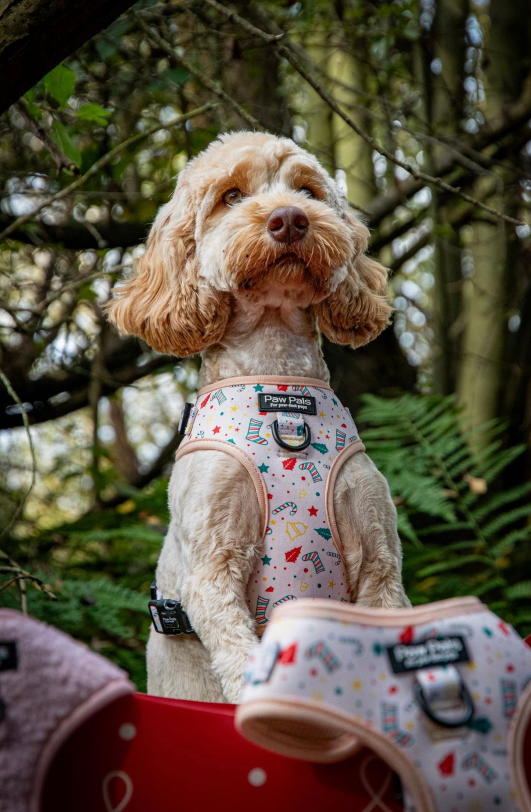 🎄 “Jingle Bark” 🎄 Harness & Leash Duo