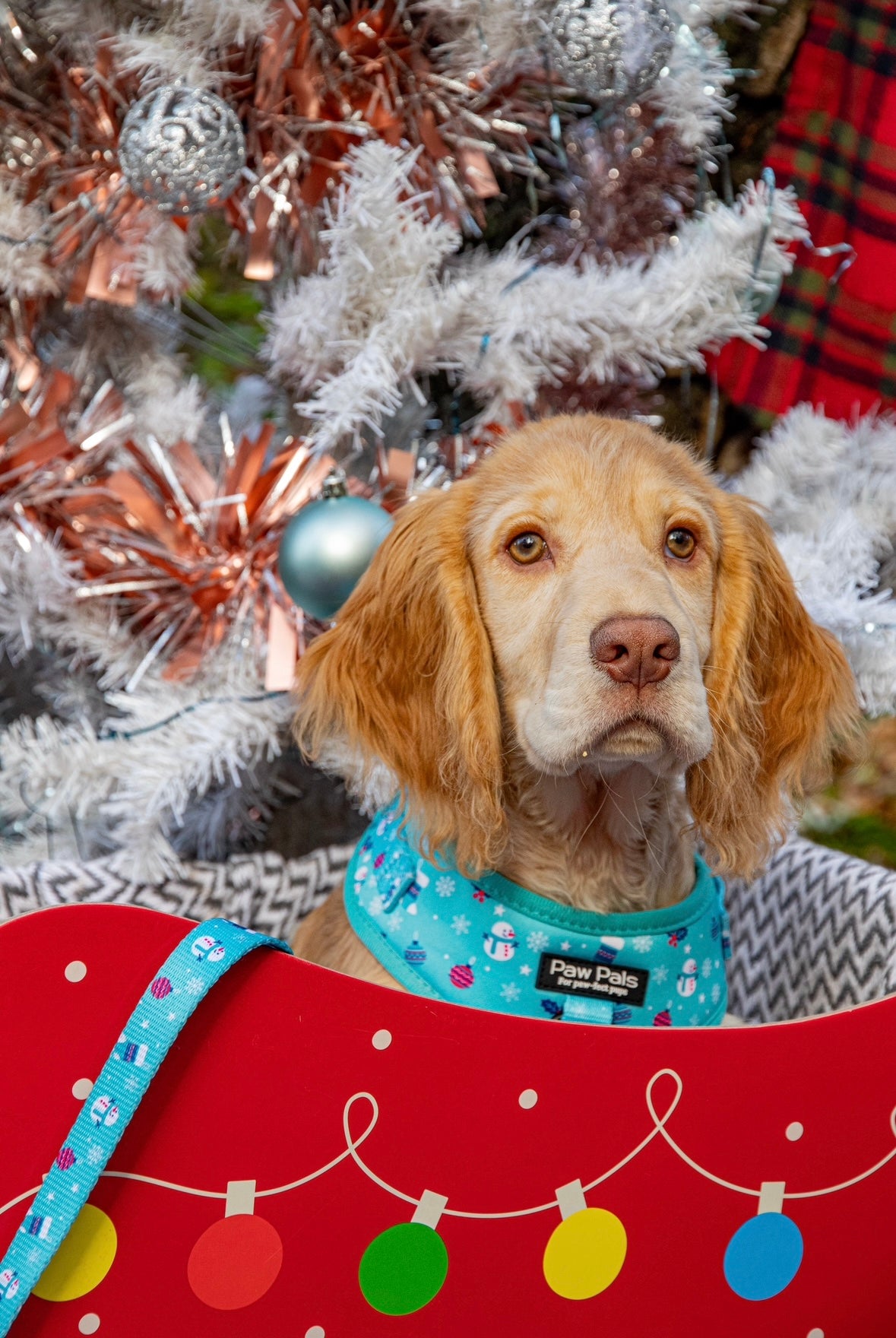 ☃️ “Frosty Paws” ☃️ Harness